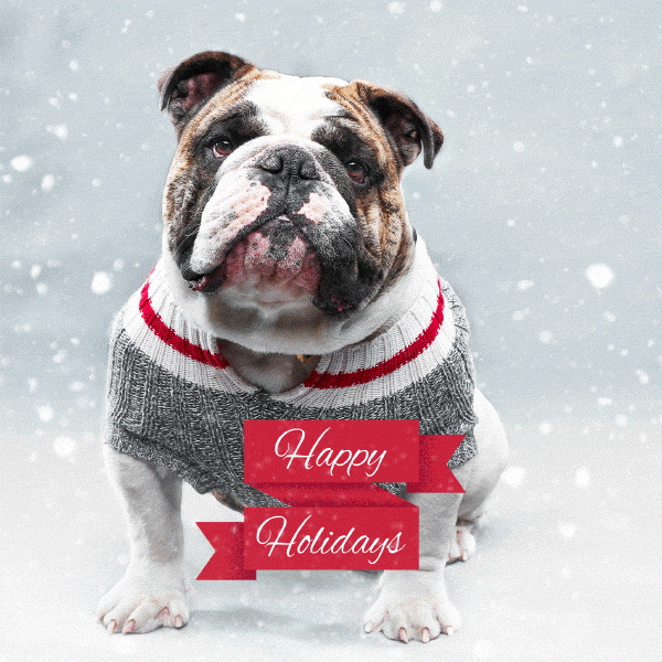 bulldog wearing sweater wishing happy holidays