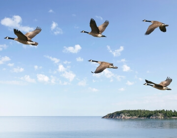 five canadian geese flying over the ocean