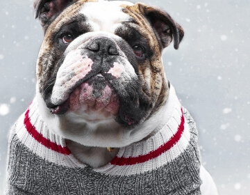 bulldog wearing sweater with snow in background